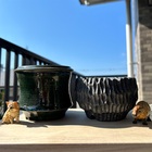 🌱グラキリスの水やり観察 - 塊根植物を愛でながら飲むコーヒー