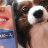 自宅で簡単、自分で型取りマウスピースを試してみた。～飼い主ネタ～