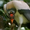 ベリーズ　動物園の King Vulture （キング　ヴァルチャー）