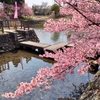 鴨川沿いに淀水路の河津桜を見に行く・・・京都市南区・伏見区
