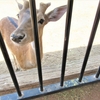 オーストラリア2019-07　ハンターバレー動物園