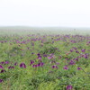 霧の豊北原生花園②（7月18日）