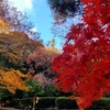 東山動植物園の紅葉とリニューアルされた大温室（名古屋市）