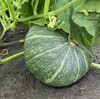 かぼちゃの収穫とオクラの成長🎃🌱