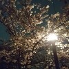 山崎川の桜　ライトアップ　2017年