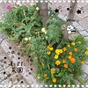 道ばた菜園❀