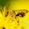 日本　高性能なオールドレンズ SIGMA APO TELE MACRO 300mm F4 