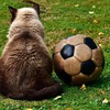 【メリット3点】ネットでのサッカー視聴は有料サイトを使いましょう