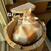 ふたりそろってキャットタワーでzzz…。