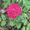 庭の花と思ったこと