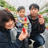 完熟いちご🍓狩り情報　3月8日(日)開園日です‼️✨🍀