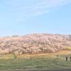 今日も一日、桜と共に深呼吸(^-^)2019年4月6日(土) 8:07 語録