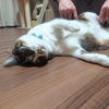 猫の手がくだけるところでした【猛省】