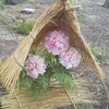 冬牡丹、観賞す（笑）