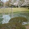 京都で桜見物ｰｰ