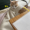椅子取り