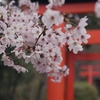 桜咲く竹中稲荷神社