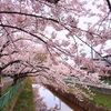 4月21日…外旭川の草生津川桜並木★その3