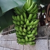 バナナのある風景