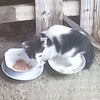 迷い猫かわいいの件