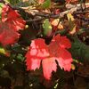 葡萄の紅葉