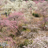 掛川　龍尾神社のしだれ梅　＆花鳥園