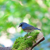 2021.1.16　14日の山田池の続きです ” その他の野鳥 ” ....16選 