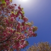 広島造幣局、八重桜「紅笠」2023.04.13