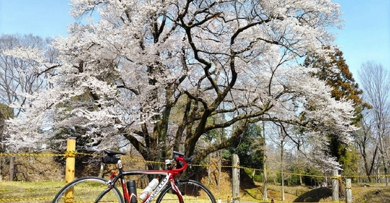 【行ったつもりシリーズ】埼玉にひそかな桜の名所あり～城と桜のコラボレーション