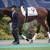 【一口馬主／ラパンラピッド、ベイステート】入厩中のお馬さんたち