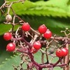 ニワトコ（接骨木・庭常）の赤い実