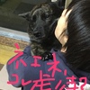 甲斐犬サンの受難かお仕事か？の巻〜ﾅﾝﾃﾞﾔﾈﾝ＼(゜A゜)虐待カッ？