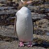 【妄想旅の計画④】ニュージーランドでペンギン三昧