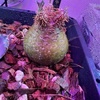 【総額20万超】2023年4月に買った植物【購入品紹介】