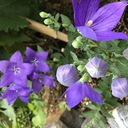 美馬里山農園