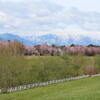 更に お花見散歩（5月6日）