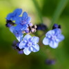 ブルー系の花・ひよこ豆に花が……