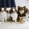 みんなで食べるよ🍳🐾🐶