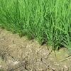 田んぼは中干しを終え生育は平年並
