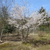 山櫻
