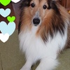 犬の顔色？