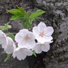 花散らしの雨に負けるな