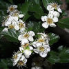 山査子の花