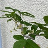 実もの盆栽の花が咲いたら雨から避難