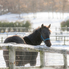 Winter Horse