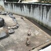  動物園