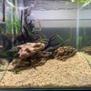 30cm水槽をリセット
