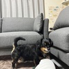 ソファ
