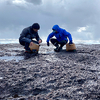 寄稿：佐渡島の岩海苔を摘んで伴海苔（板海苔）を作る食文化を体験した