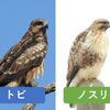 今週出会った鳥さんたち　2022．01.01